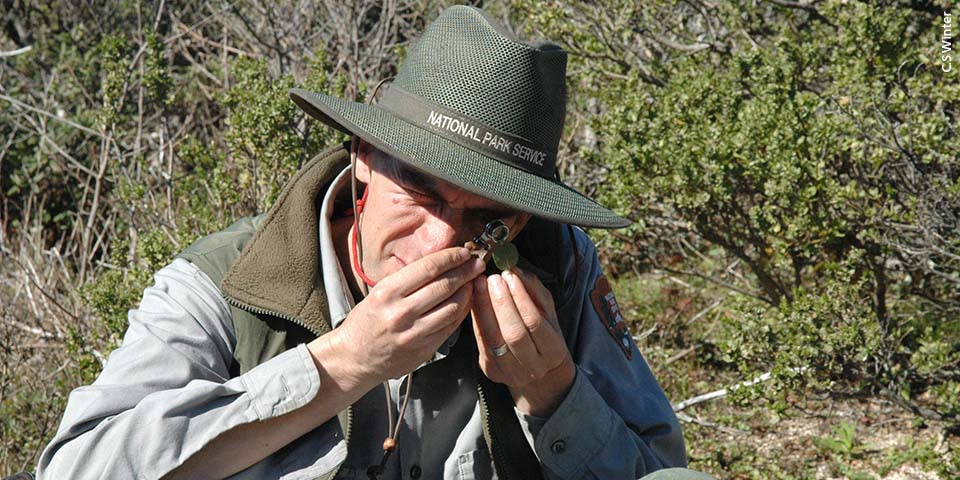 Researcher examines plant with magnifying glass.