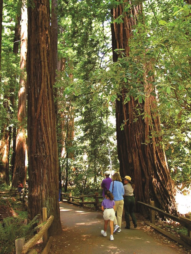 A group of people walk on the pathway underneath tall redwoods.