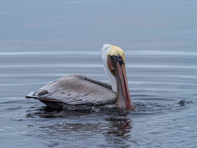 Brown pelican creates ripples in the water at Land's End.