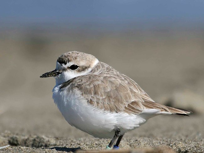 A snowy plovers rests in small depressions in the sand at Ocean Beach.