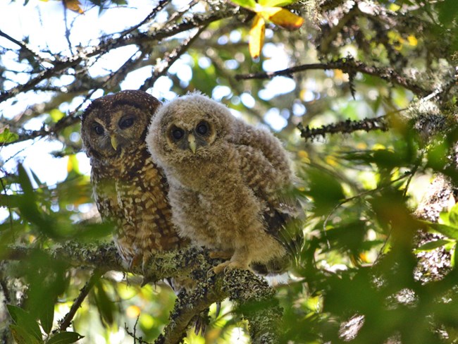 A northern spotted owl parent and owlet share a branch in Marin County.