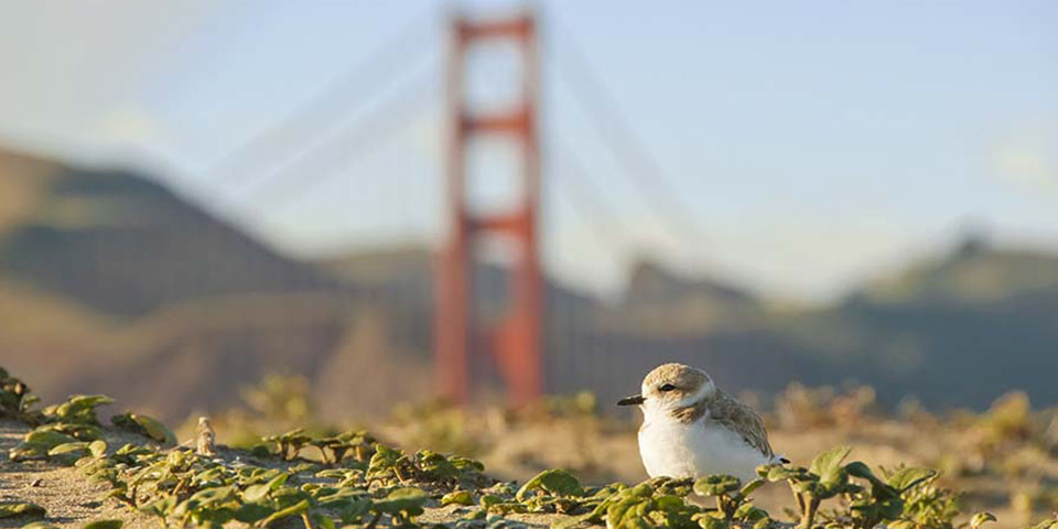 Snowy plover in foreground, golden gate bridge in background