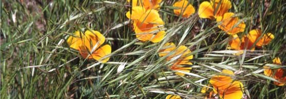 California Poppies near Fort Barry