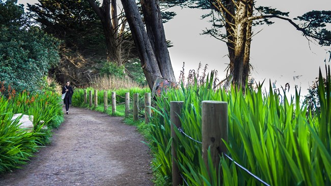 A person walks along flower lined coastal trail in Lands End.