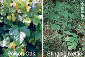 Poison Oak and Stinging Nettle