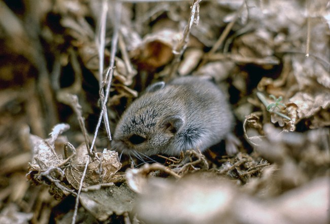 Montane vole