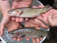 Two people's hands hold two different Bonneville trout over a bucket of water.