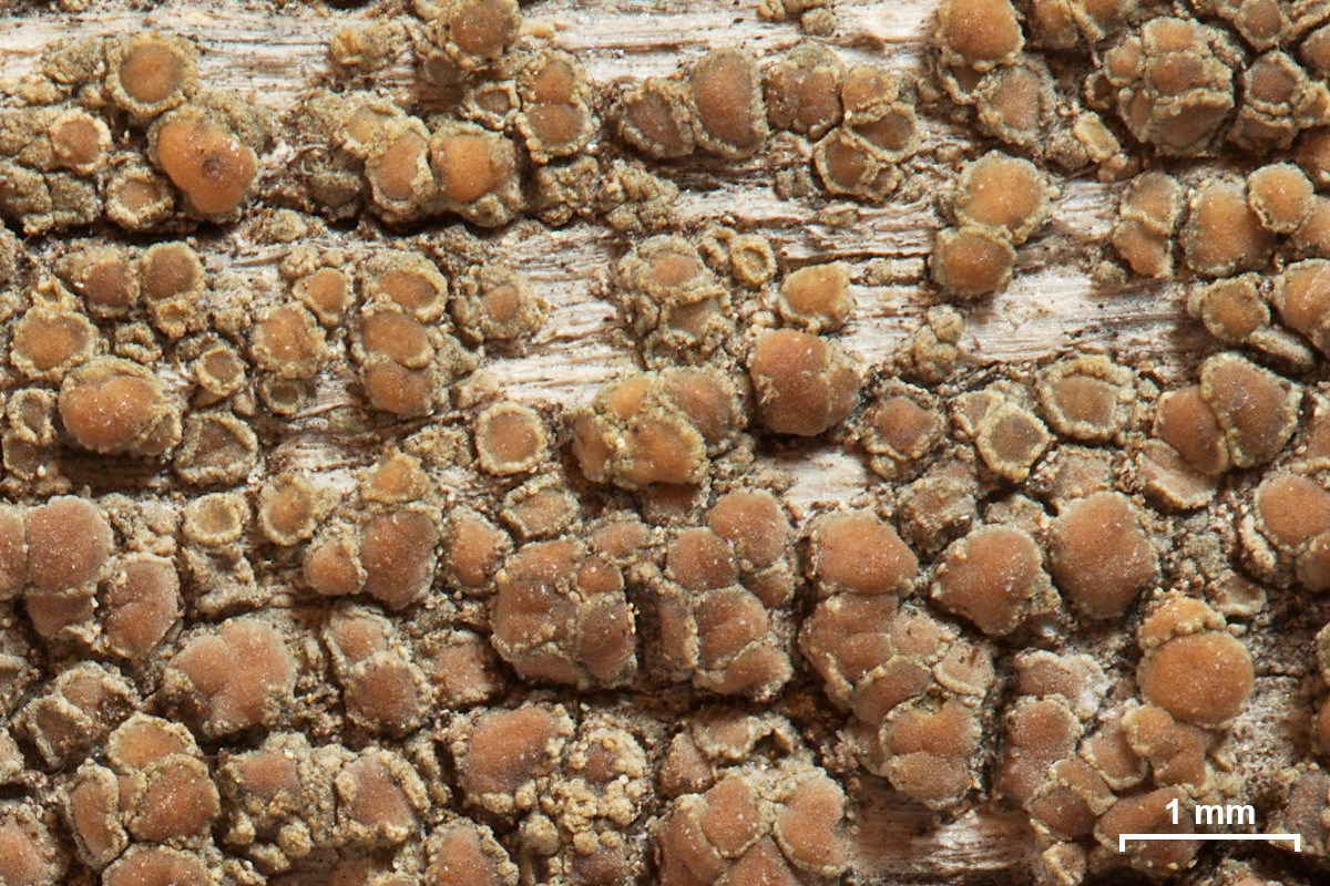 orange circles on wood