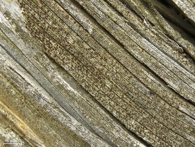 little dots on old wood