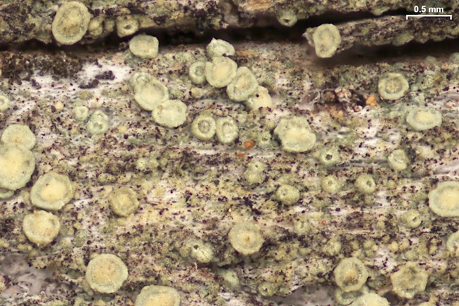 small round yellowish lichens on stick