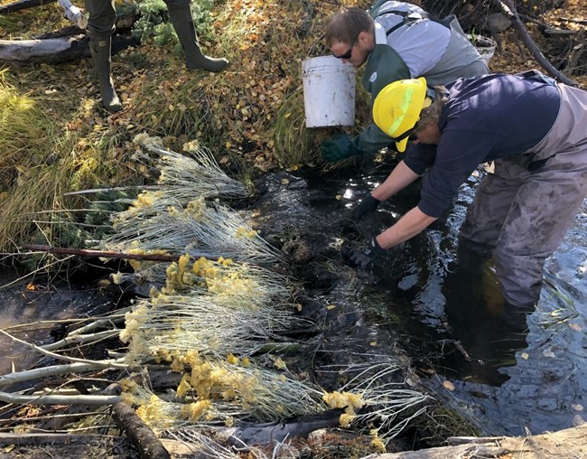 two people standing in a small stream dumping mud on vegetation laid down in the stream