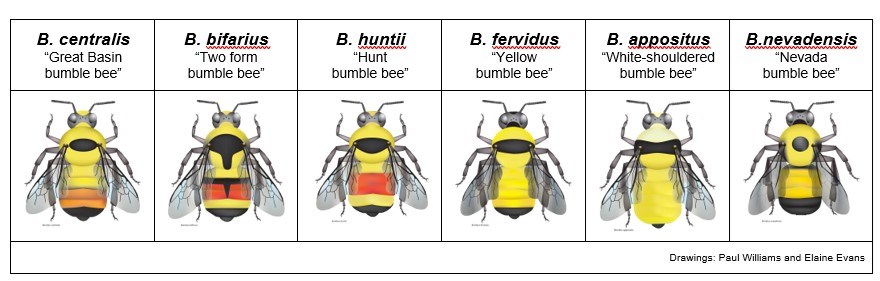 bumble bees seen at bioblitz