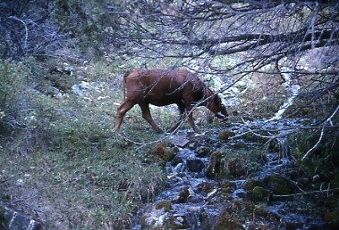 Cows drink from the streams of Great Basin National Park, such as South Fork Big Wash, as they graze