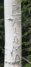 Aspen carved with the name "Palomo"