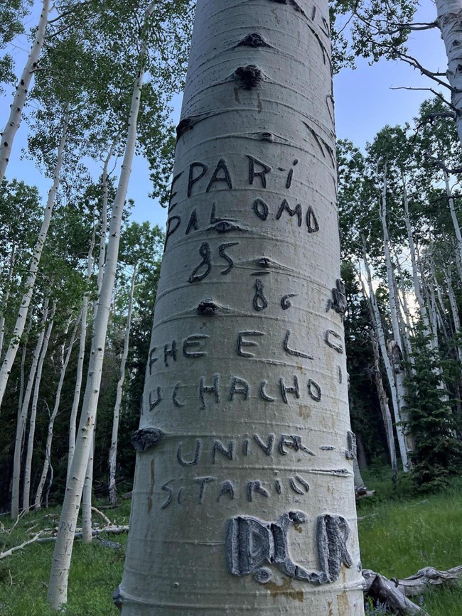 White-barked aspen tree surrounded by other tall, thin aspens. The tree in the foreground has carved words and numbers, including "Palomo" and "85-86".