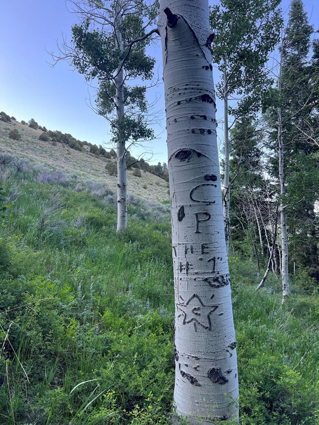 White-barked aspen tree in tall green grass with carved words and imagery, including the letters "C.P.", "The #1", and a star with the letter C inside it.