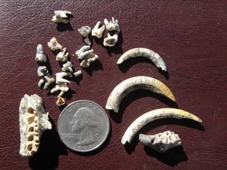 Several small bones and teeth