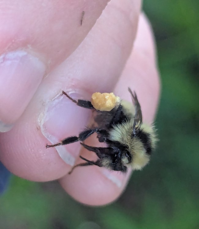 Closeup image of a Great Basin bumblebee gently sitting on a fingernail.