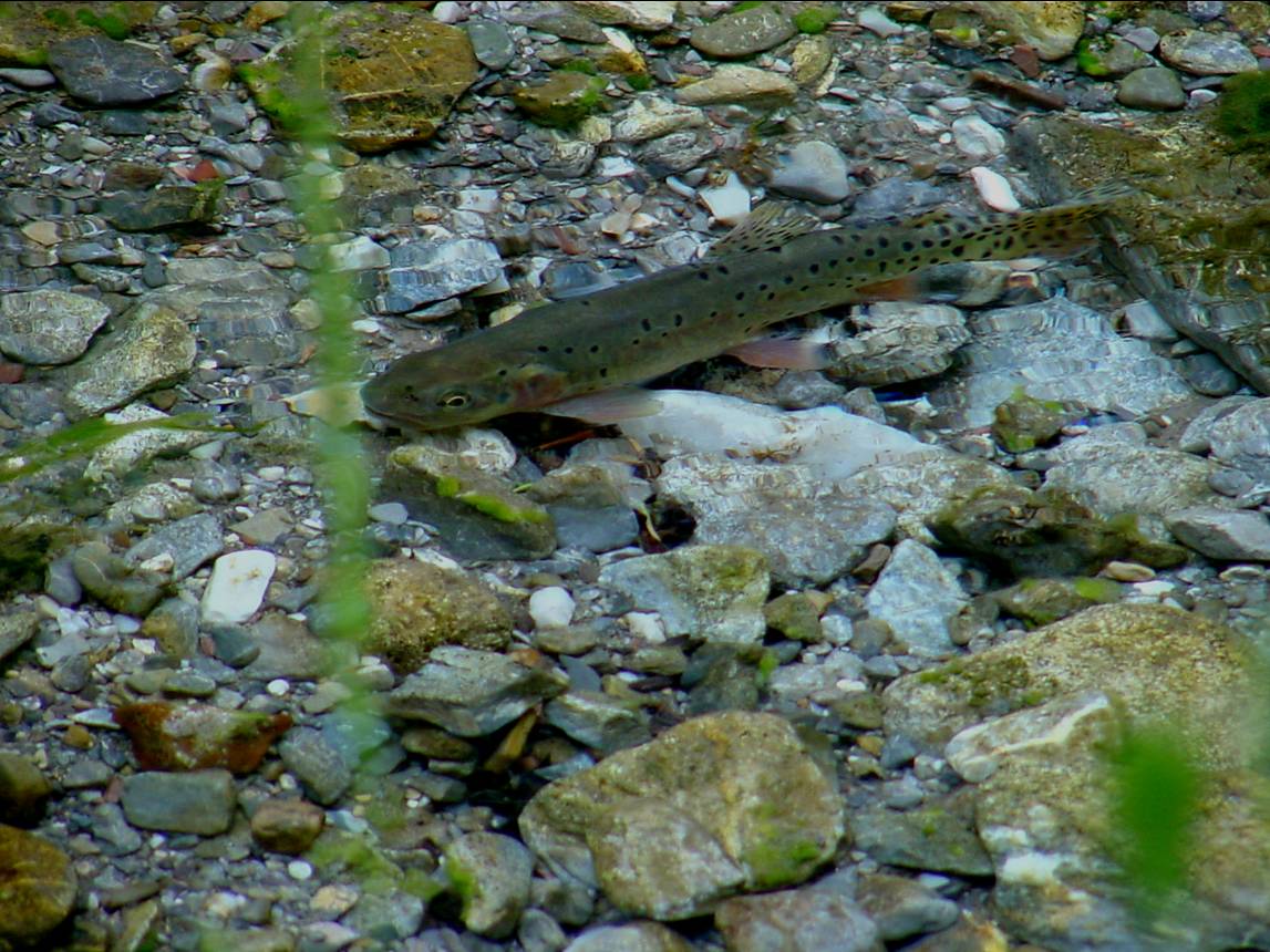 Bonneville Cutthroat Trout