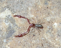 Pseudoscorprion on the cave floor.