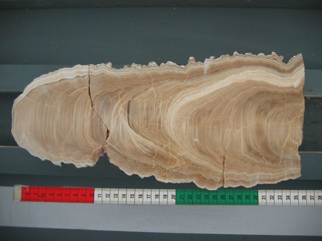 Stalagmite cut in half by cross section showing rings