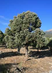 pinyon pine tree