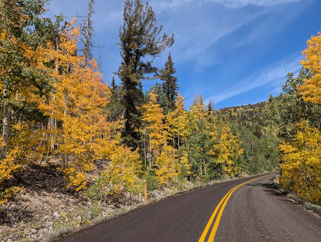 A road extends across the image flanked on either side by golden and green leaved trees.