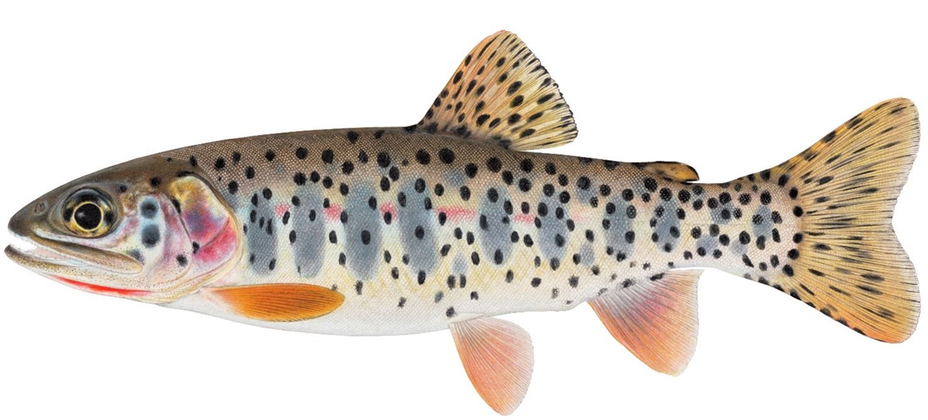 Fish with black spots all over its body, grey vertical smudges on its sides, golden to reddish fins and tail.