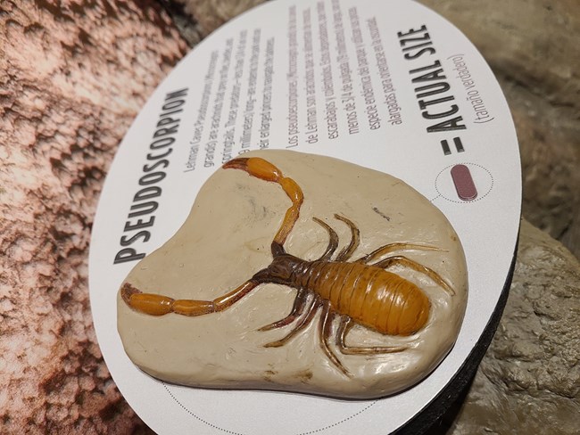 A color image of an enlarged pseudoscorpion exhibit and smaller actual size adjacent