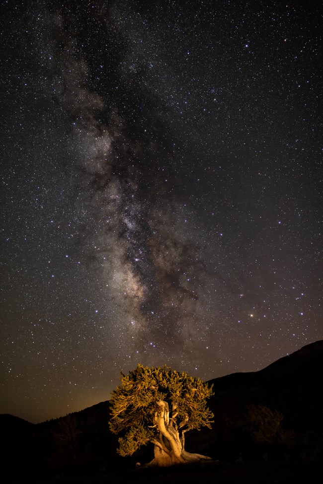 A lone, lit tree stands short to the ground in front of a massive, arcing milky way across a dark sky riddled with stars