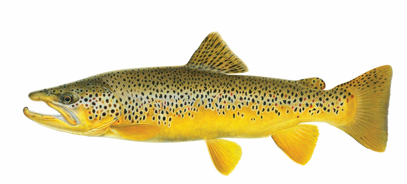 Fish with golden underside and upper body has black spots on olive to gold background