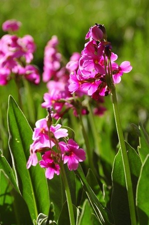 Bright pink flowers in long grass
