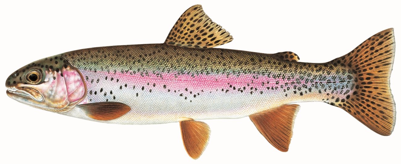 Fish with greenish upper body, red stripe through middle and tan on the bottom with black spots scattered across upper half of body and brown fins.