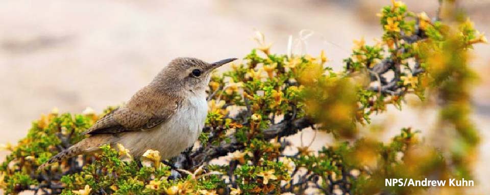 right side profile of canyon wren sitting on cliff rose branch. 