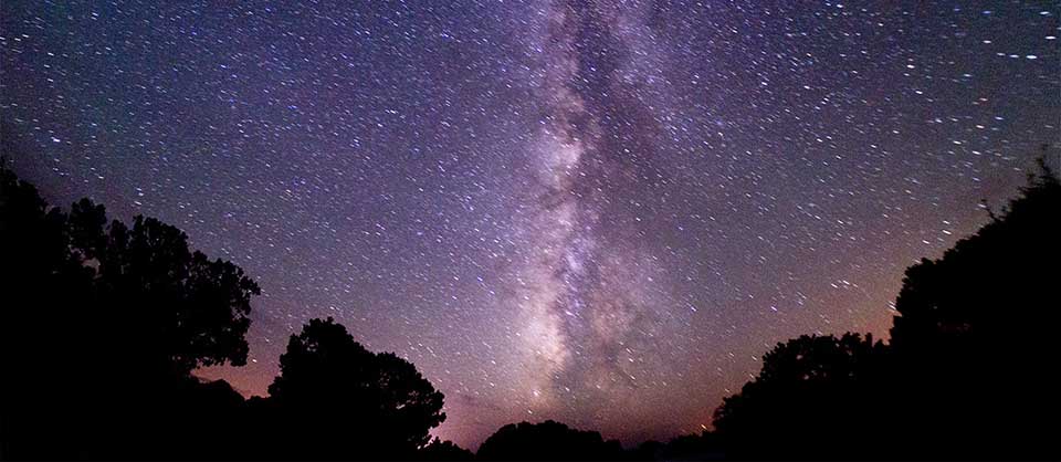 Trees silhouetted against the stars of the night sky. The Milky Way is visible in the center of the photo 