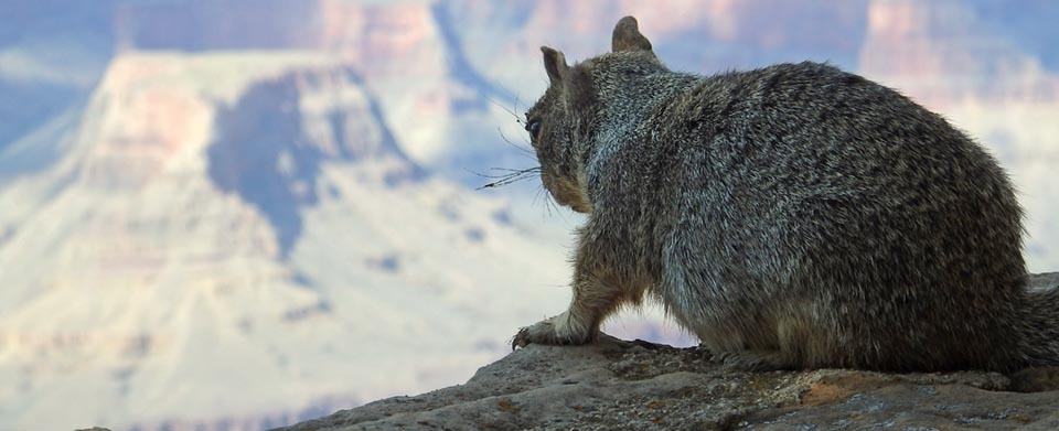 Sitting on a rock ledge and looking out across Grand Canyon, a rock squirrel is seen from behind. It's face is not visible.