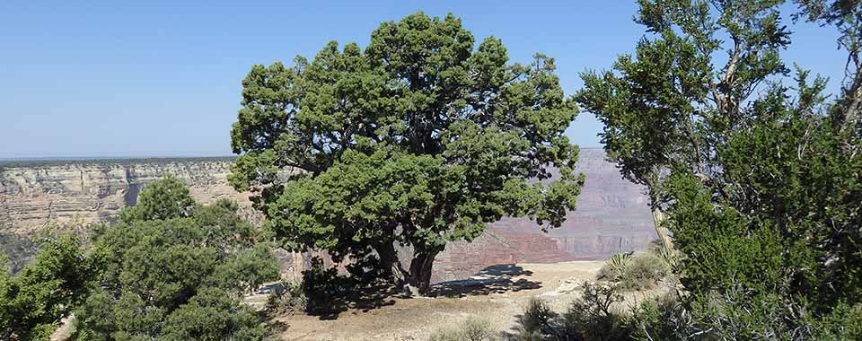 Large, round juniper tree on the rim of Grand Canyon