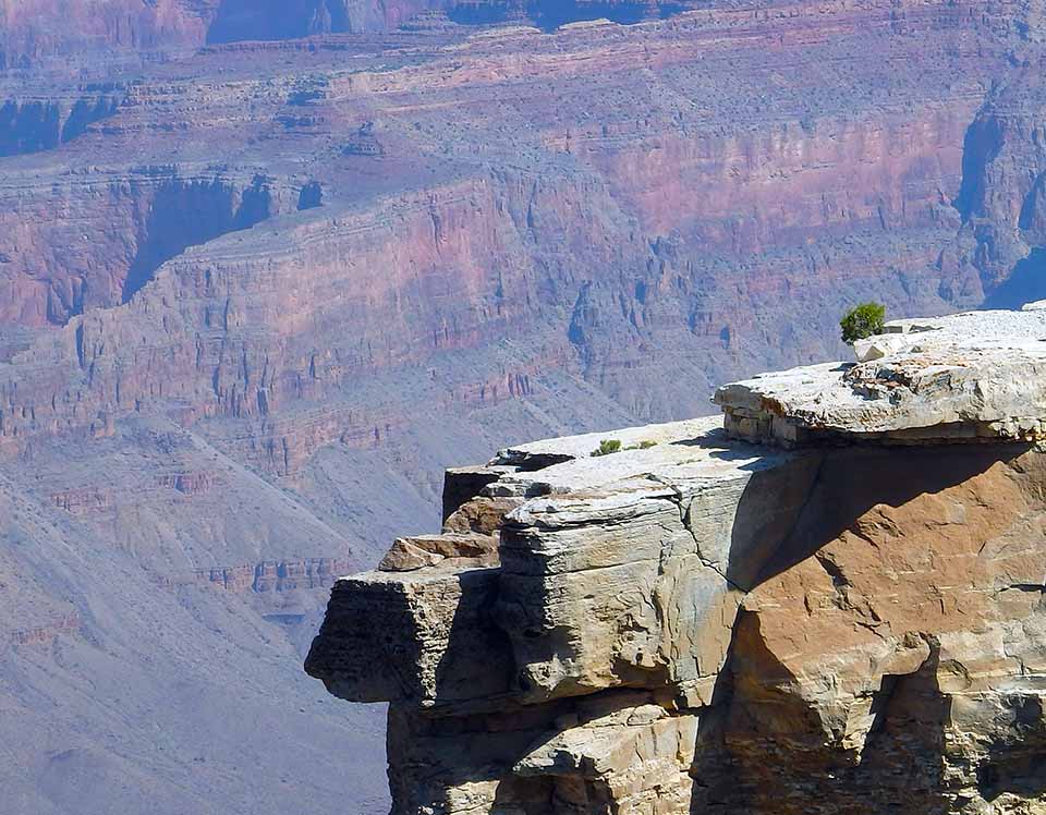 A small, round juniper tree (about 1 foot high) on a rocky ledge with Grand Canyon in the background. 