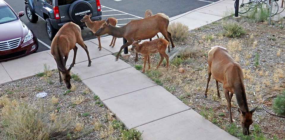 3 cow elk with 3 fawns browsing by sidewalk intersection next to asphalt parking area. Two park cars are behind the elk.