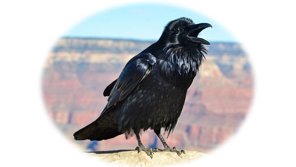 a large, totally black bird, a raven, calling out with its beak wide open, It is perched on a limestone ledge an facing almost in profile