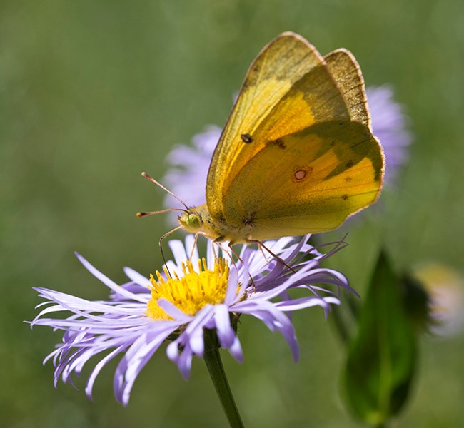 An orange butterfly perches on a flower with thin purple petals, the background is out of focus and shows other such flowers.