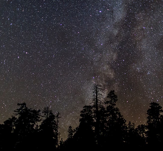 A thick band of stars in the night sky rise behind a dark silhouetted grove of pine trees.