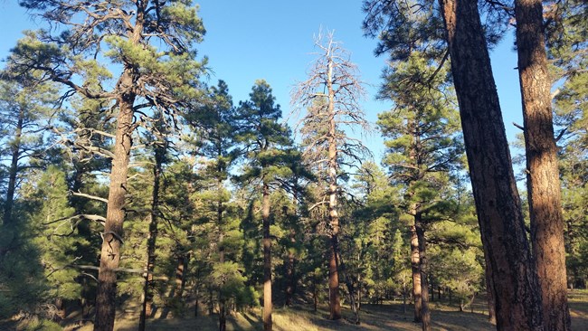 Stand of ponderosa pine trees are angled upwards towards a crisp blue sky
