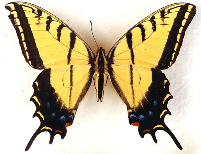 Yellow swallowtail butterfly pinned to white paper