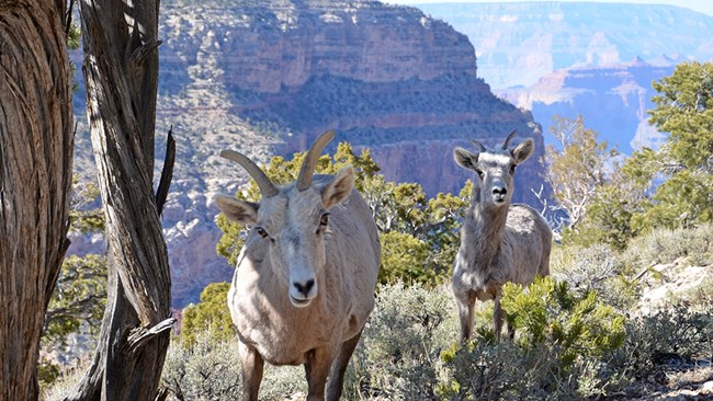 Two bighorn sheep in front of a canyon backdrop.