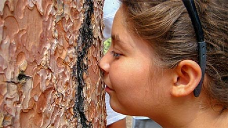 A child smelling the bark of a large Ponderosa Pine tree