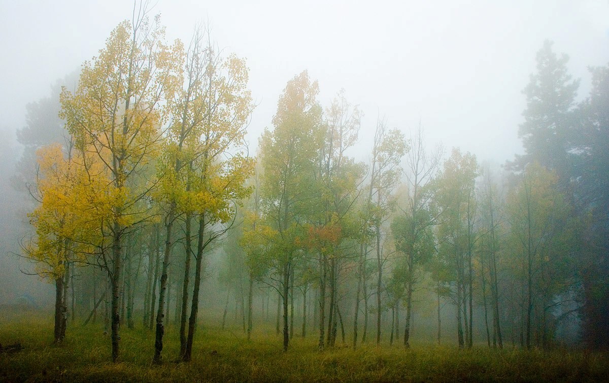 Fog settles in an aspen grove on the North Rim.