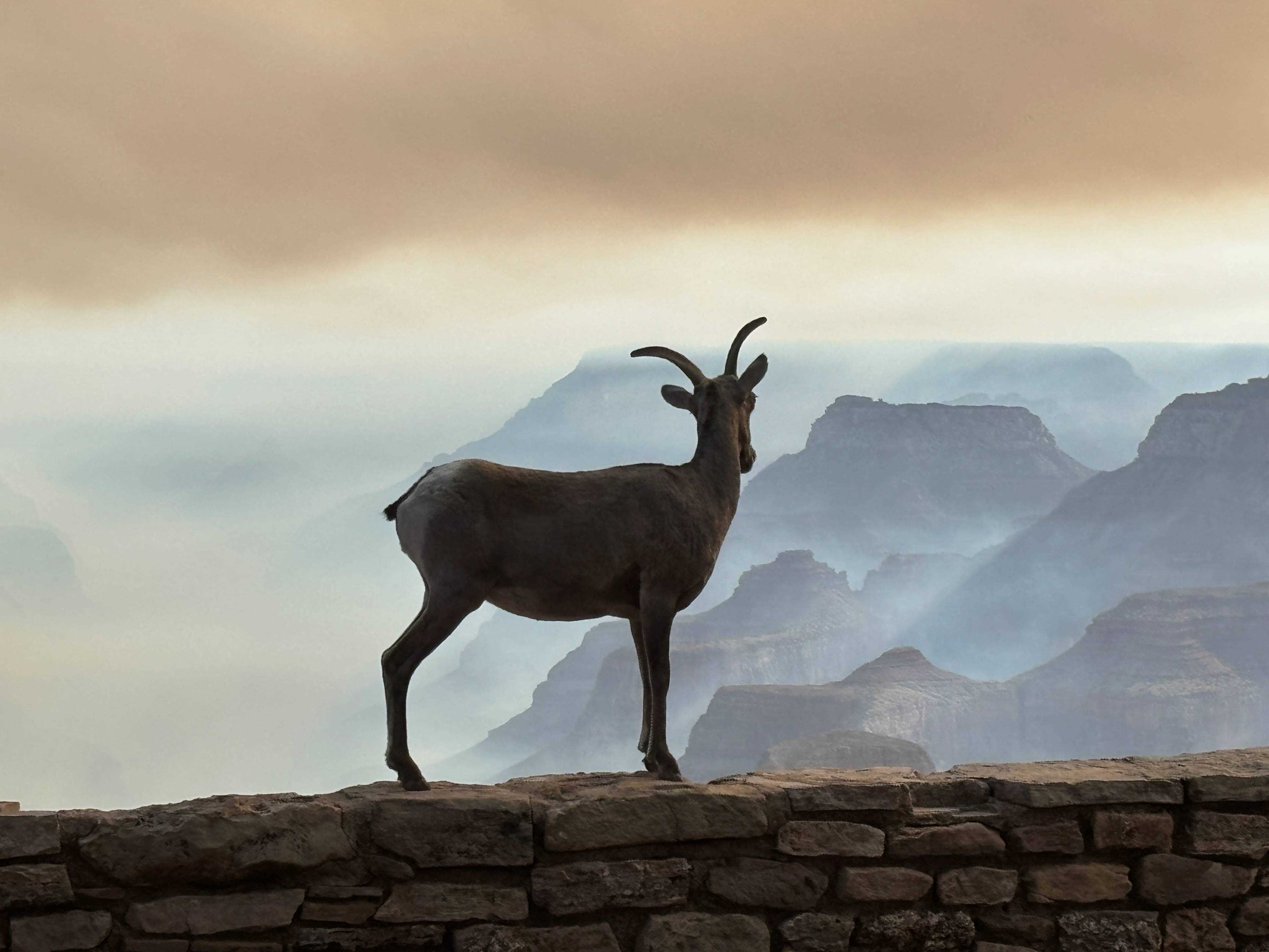 A bighorn sheep overlooks a smoky canyon