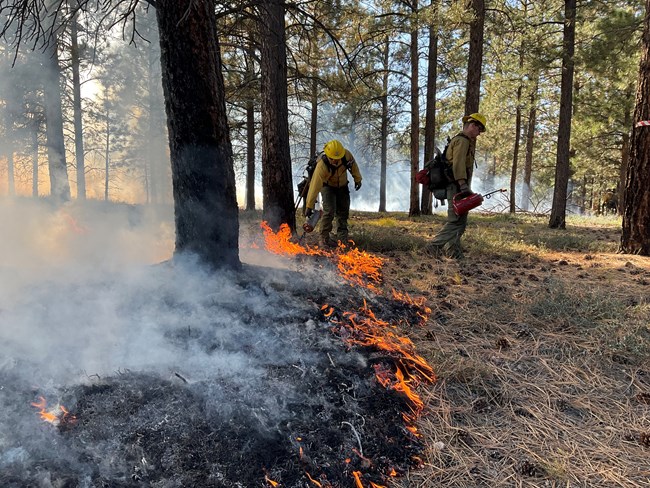 Wildland firefighters assist with managing a fire line in a ponderosa pine forest