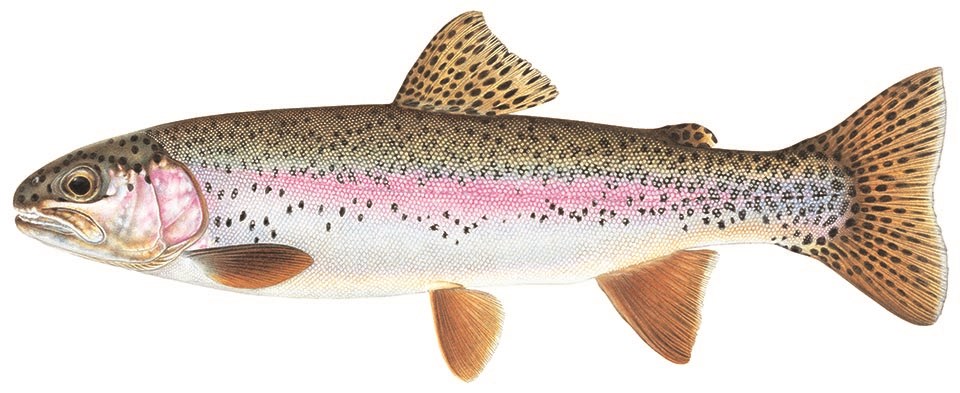 An illustration of a rainbow trout in profile, left facing. The fish has a pale white yellow underbelly, spots along the top of its body, and a pink blush stripe along its side.